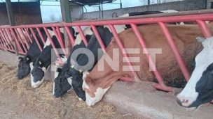 SSP: Ko mlekarima skida kajmak